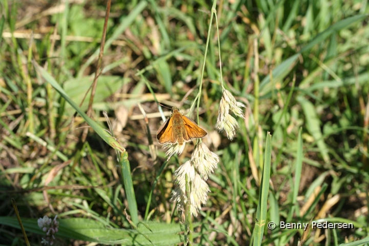 Stor bredpande.jpg - Stor bredpande (Ochlodes sylvanus)